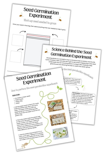 Bean In A Bag Seed Germination Experiment Worksheets Mombrite