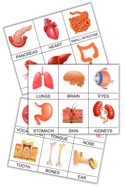 Human Organs 3-Part Montessori Cards